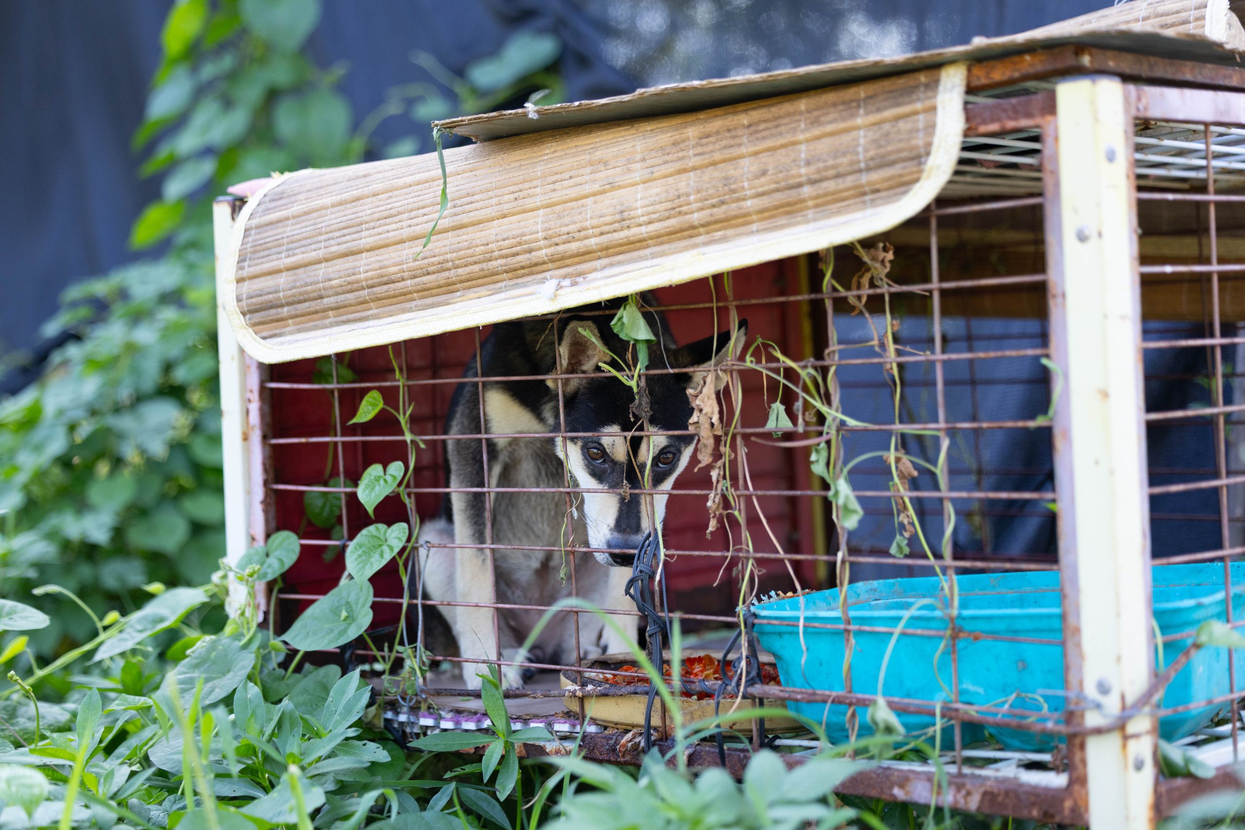 大数据项目交付之PM黑话“培训”